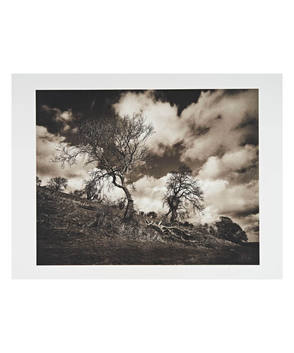 Broken Tree, near Bruton