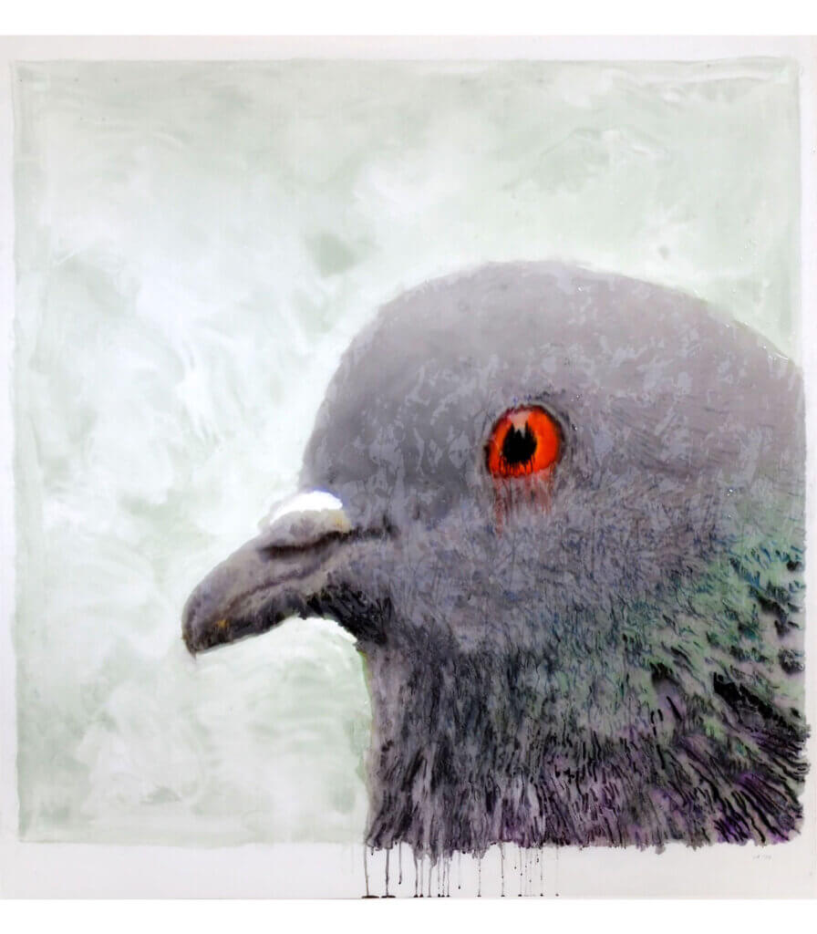 Portraits (Pigeon)