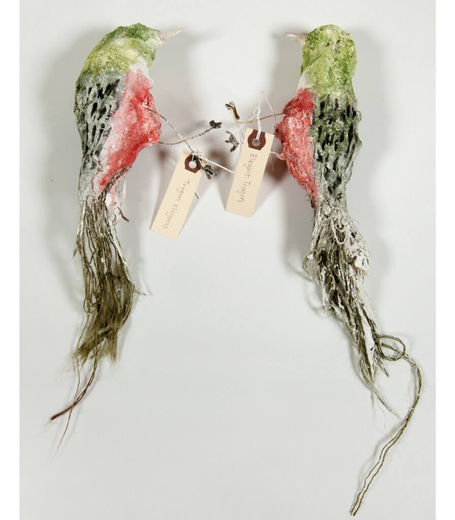 Specimens<br>(Elegant Trogon)