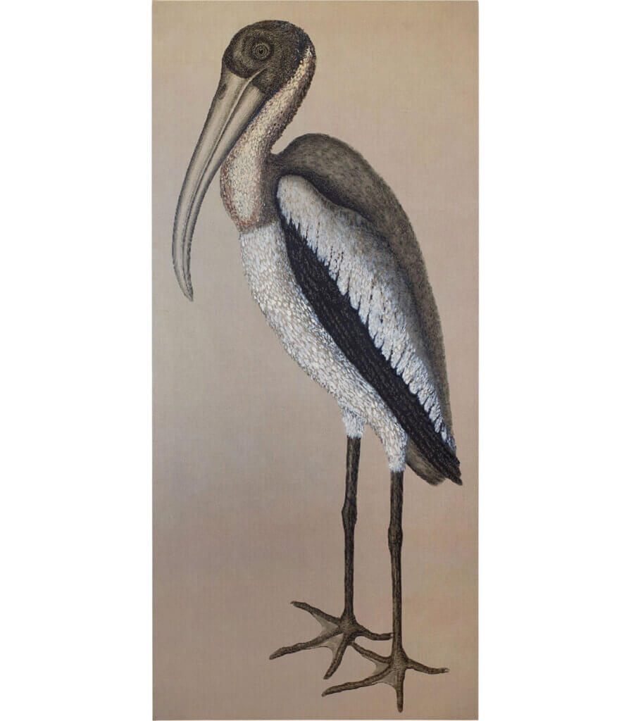 After Catesby<br>(Wood Pelican)